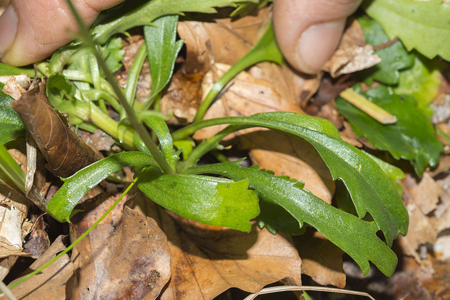 Leucanthemum pachyphyllum ?